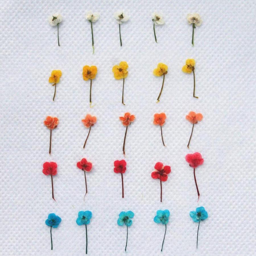 60개입 미니 압화 꽃 - 사진 액자, 레진 주얼리,  - Resin Art Baby 리뷰 및 가격