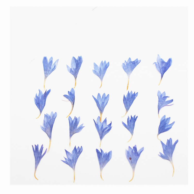 60개입 미니 압화 꽃 - 사진 액자, 레진 주얼리,  - Resin Art Baby 리뷰 및 가격