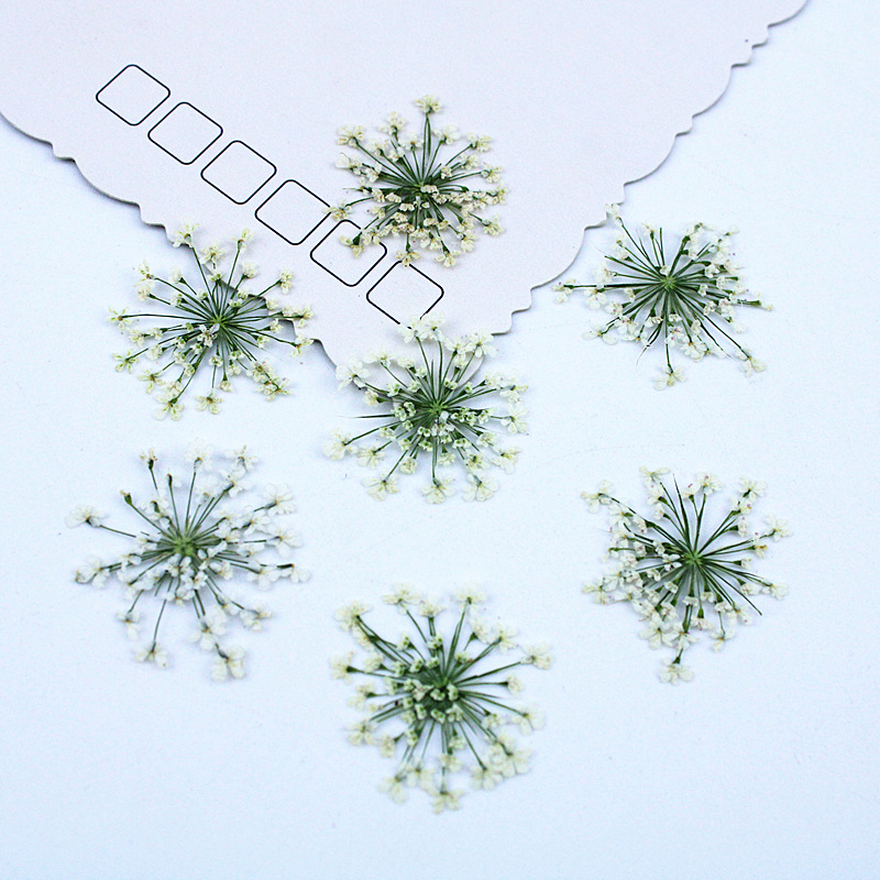500pcs 레이스 꽃 말린 꽃 압축 꽃 DIY 재료  - Resin Art Baby 리뷰 및 가격