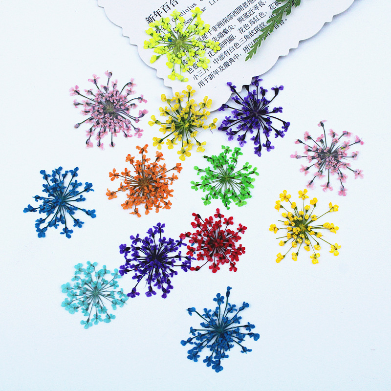 500pcs 레이스 꽃 말린 꽃 압축 꽃 DIY 재료  - Resin Art Baby 리뷰 및 가격