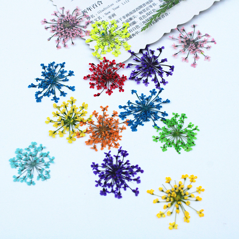 500pcs 레이스 꽃 말린 꽃 압축 꽃 DIY 재료  - Resin Art Baby 리뷰 및 가격